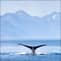 Alaska Whale