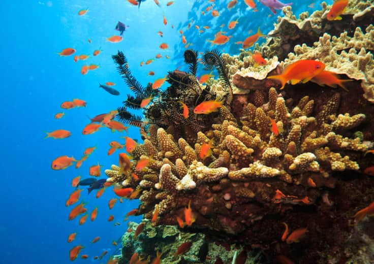 Barrier Reef, Australia