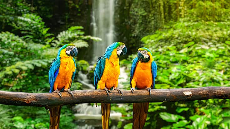 Panama Canal Bird Jungle