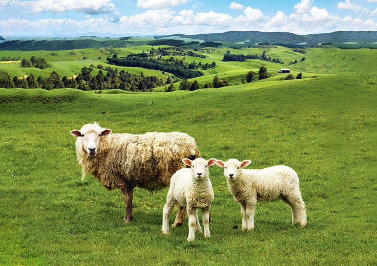 sheep in auckland, new zealand