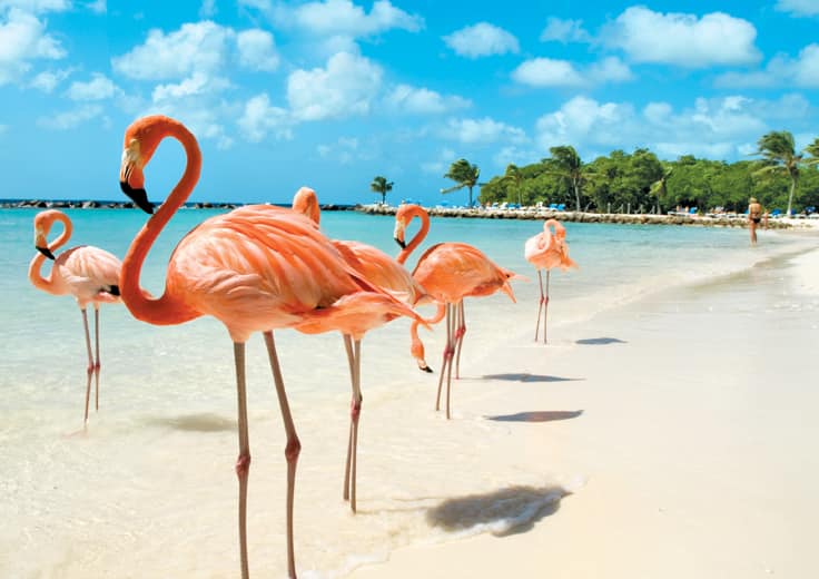 Bountiful Caribbean