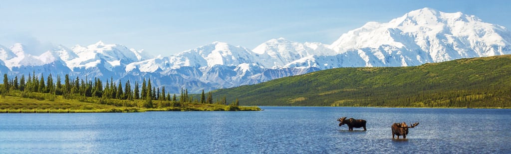 View of a moose in Alaska 