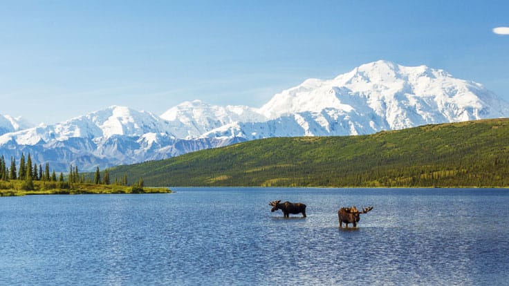View of a moose in Alaska 