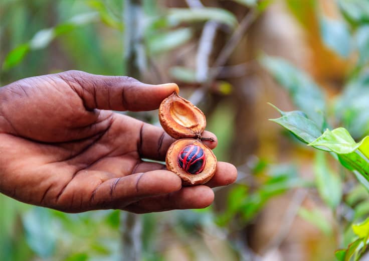 CHEF-LED SPICE FARM & ONBOARD COOKING CLASS 