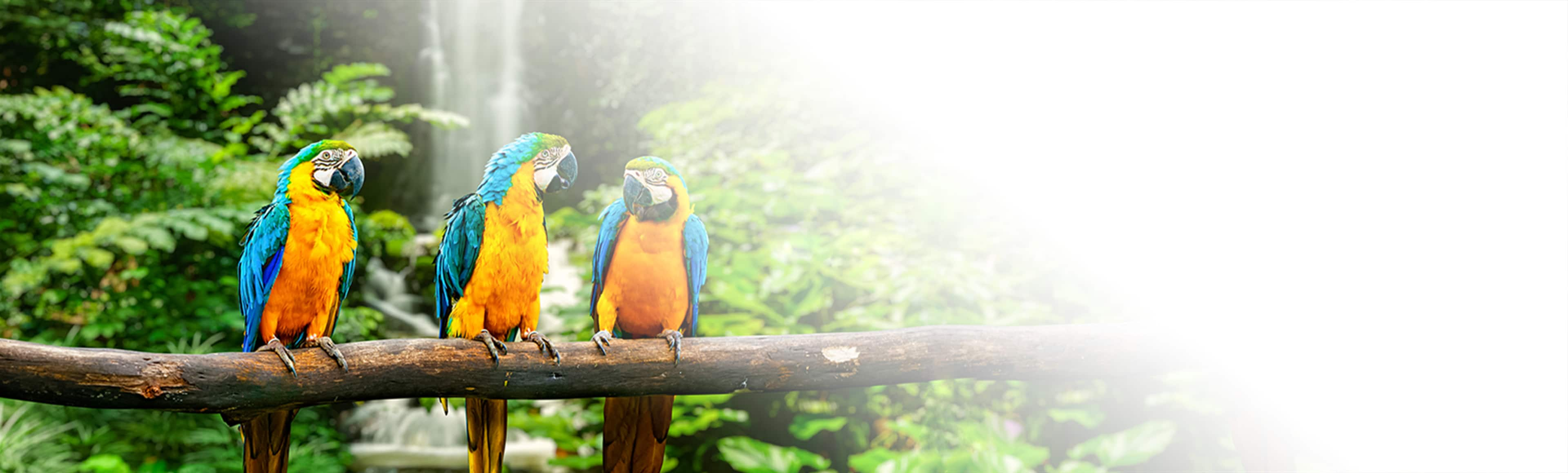 Panama Canal Bird Jungle