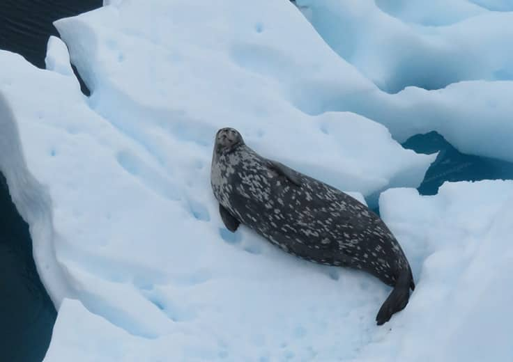 antarctic sail cruise