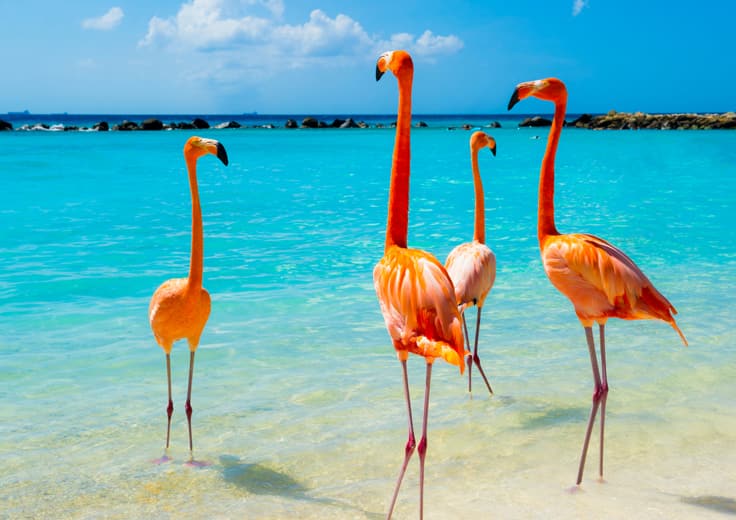 Caribbean Celebration
