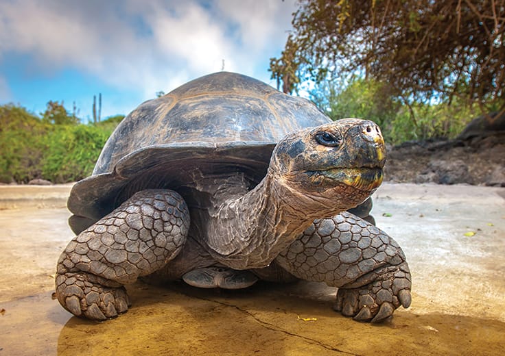 Wild Wonders of the Galapagos