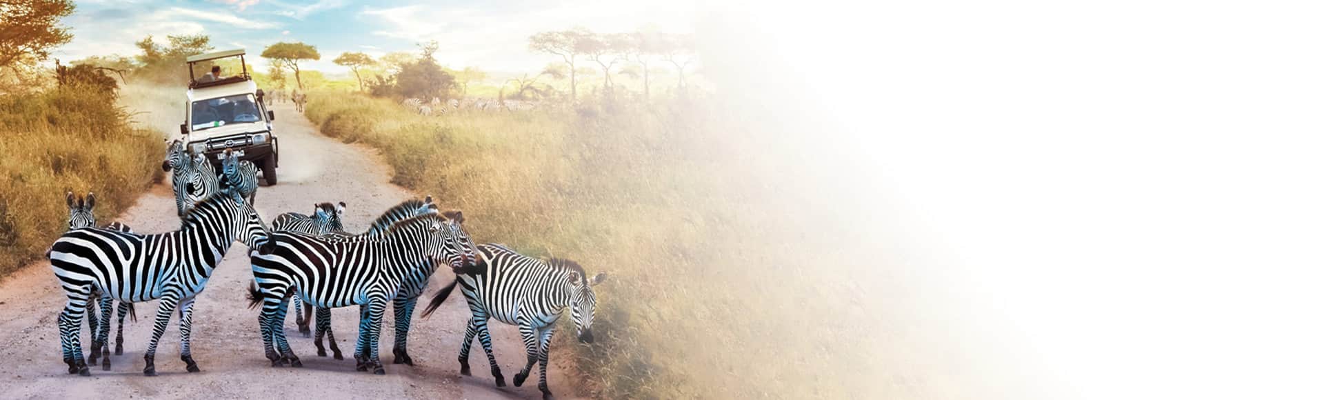 Book a tour to see a dazzle of zebras on caravan wth Oceania Cruises land program. 