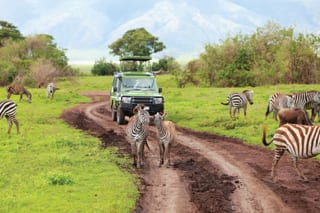 Encounter herds of zebras during a game drive