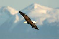 Alaska2