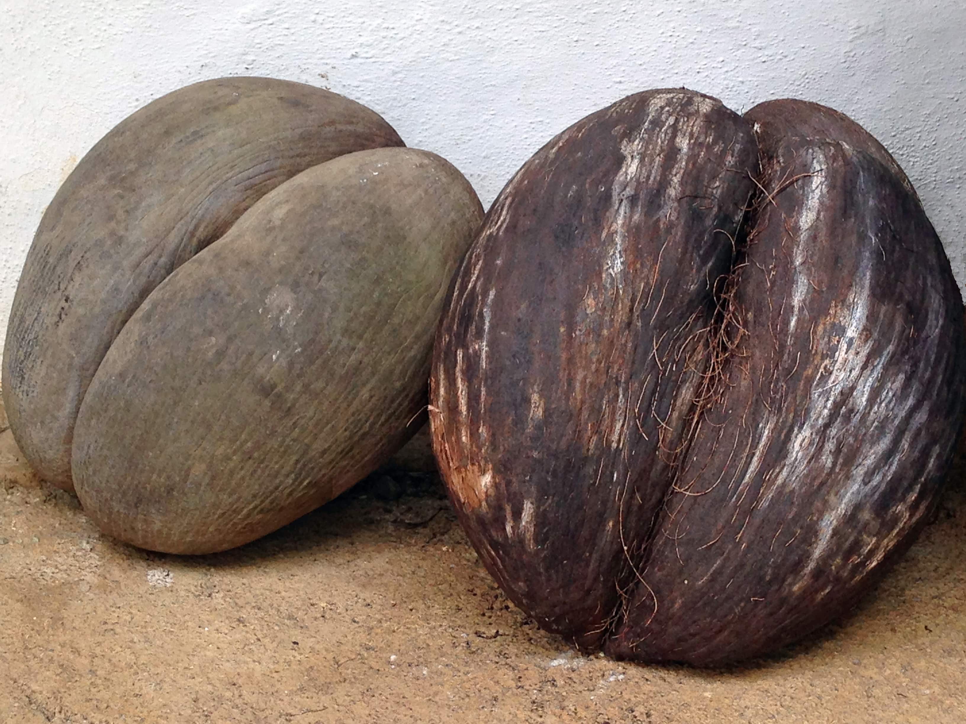 The famed coco de mer- with husk (R), and without husk (L)