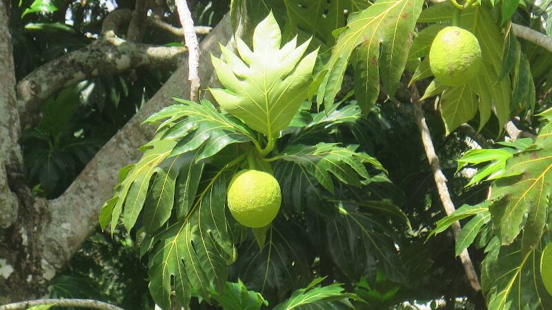 SAndy - Botanic 6.jpg