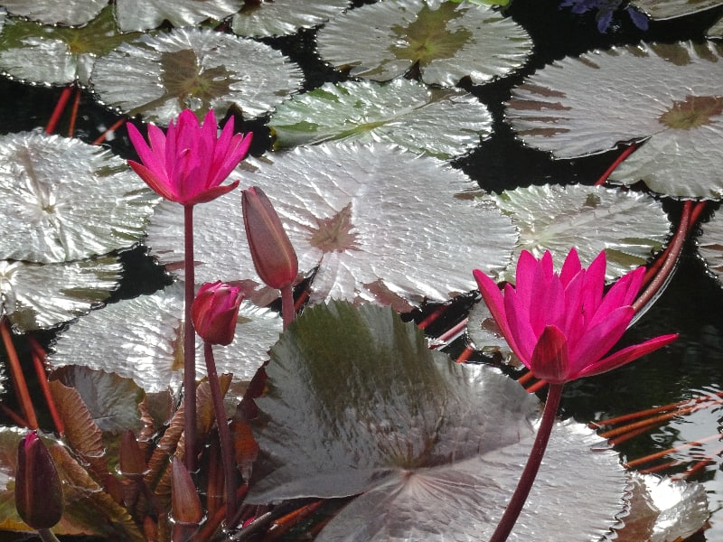 Sandy - Botanic 4.jpg