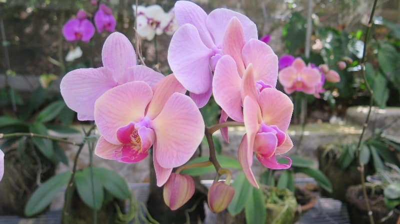 orchids - Sandy - Botanic 2.jpg