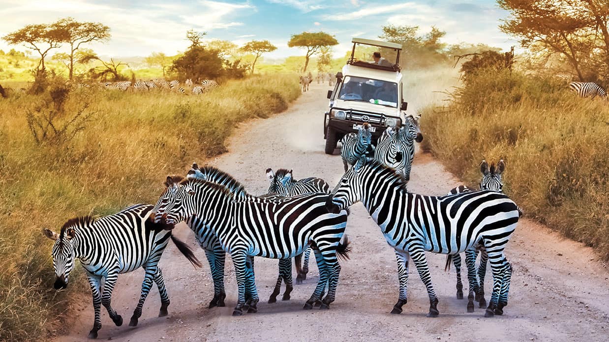 oceania cruises, africa safari