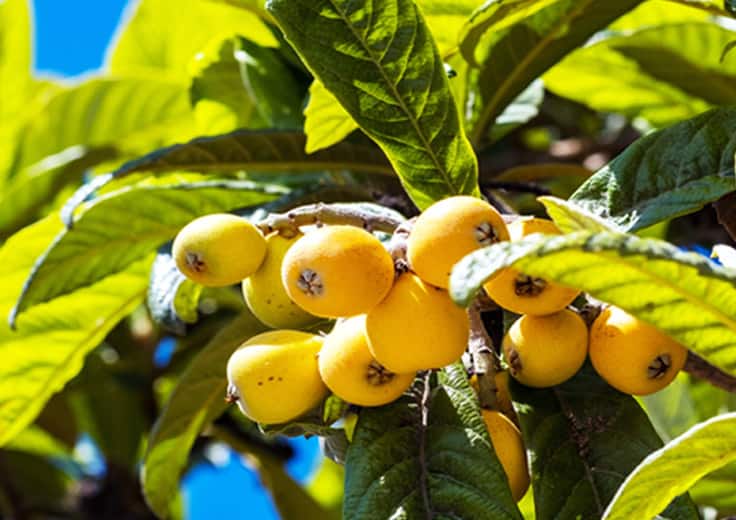 South America Culinary Discovery Tours™