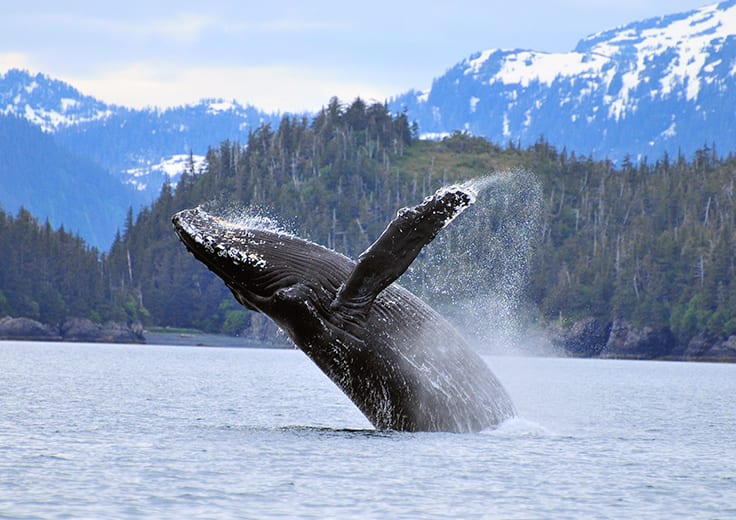 Alaska Wildlife