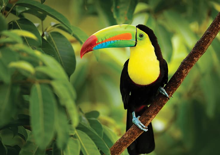 Panama Canal Rainforest Toucan Bird