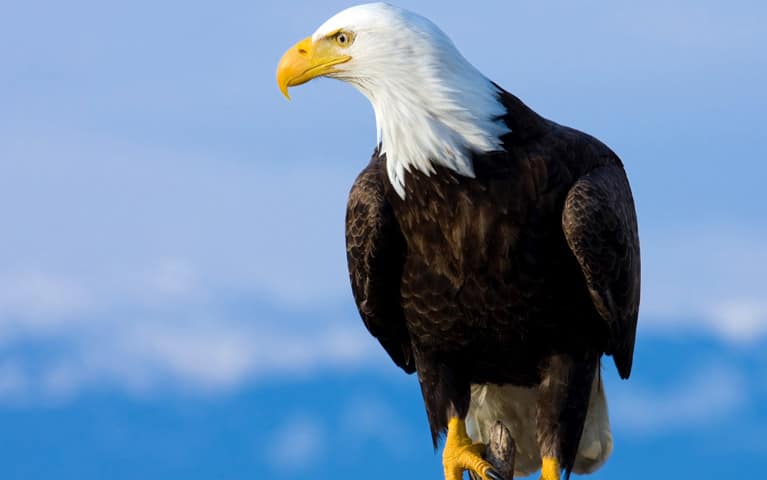 Sail and Sustain Alaska Raptor Center