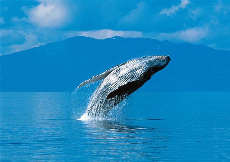 Alaska Cruises Oceania Cruises